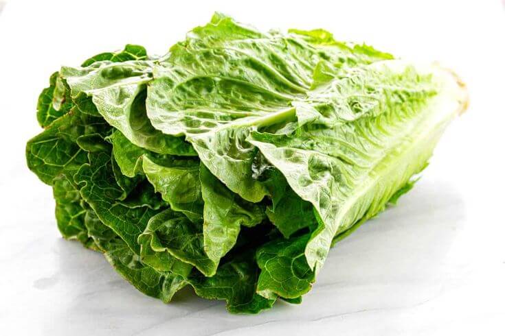 Romaine Lettuce / रोमेन लेट्युस