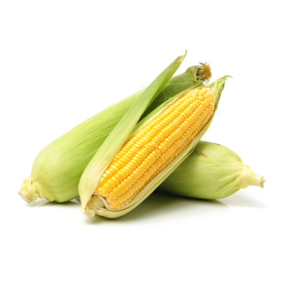Sweet Corn / मका कणीस