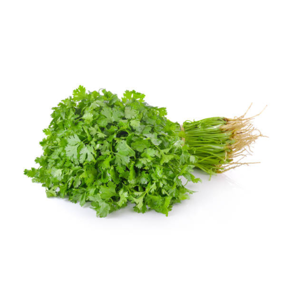 Coriander / कोथिंबीर