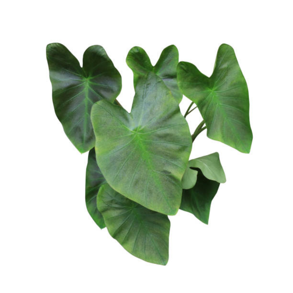 Colocasia Leaves