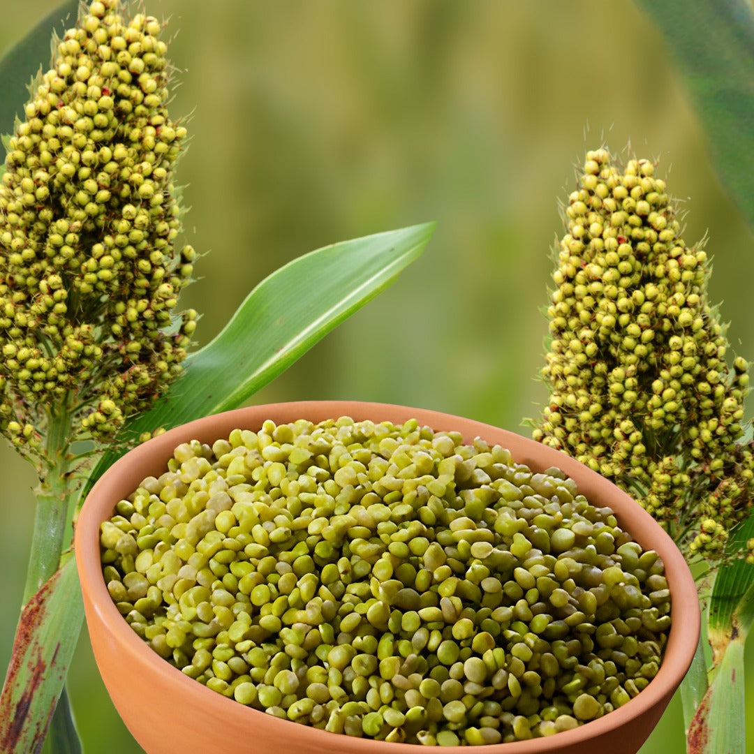Tender Jowar grains (Hurda) / हुरडा