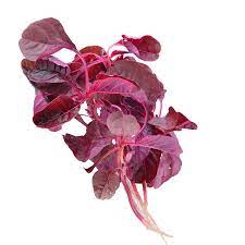 Red Amaranth / लाल माठ