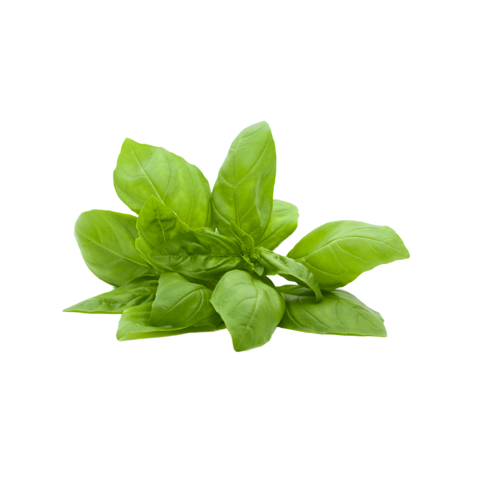 Basil / बेसिल