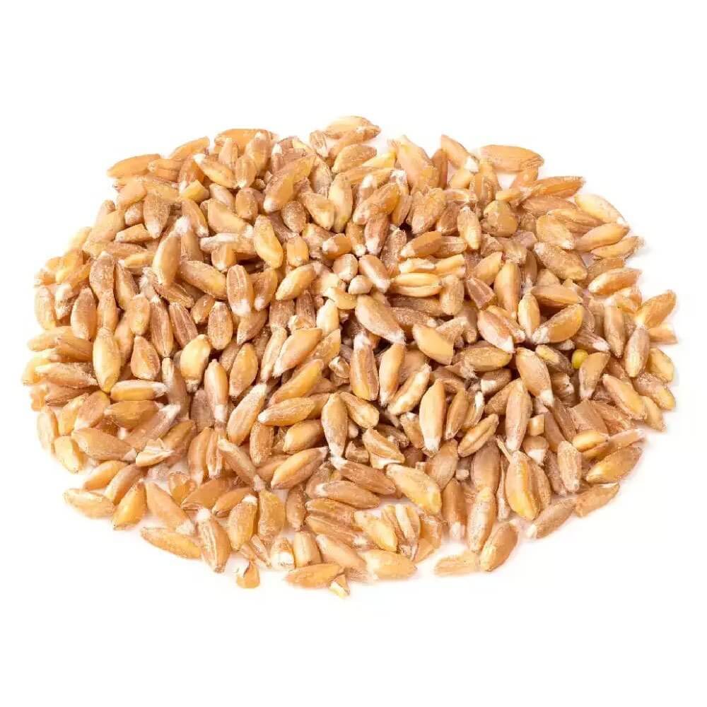 Wheat (Khapli) / गहू (खपली)