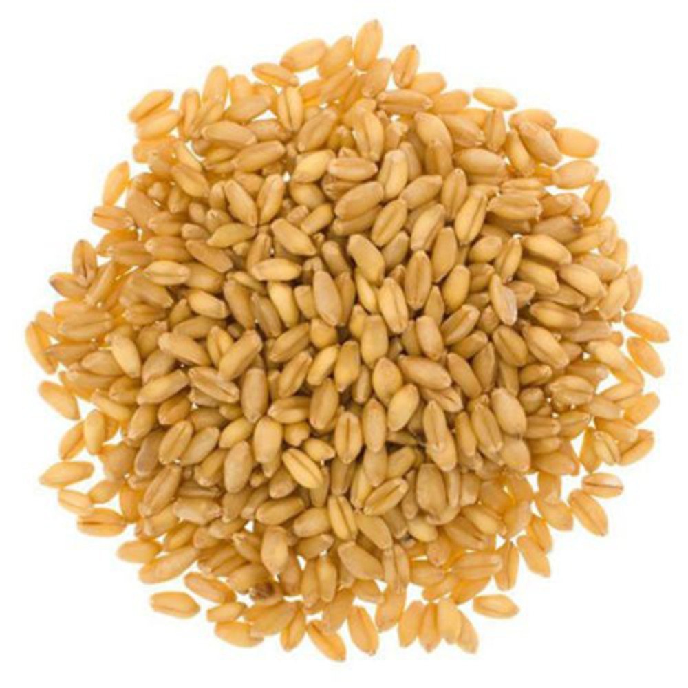 Wheat (Lokwan) / गहू (लोकवन)