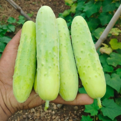 Cucumber / काकडी