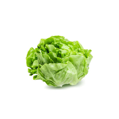 Butterhead lettuce / बटरहेड लेट्युस