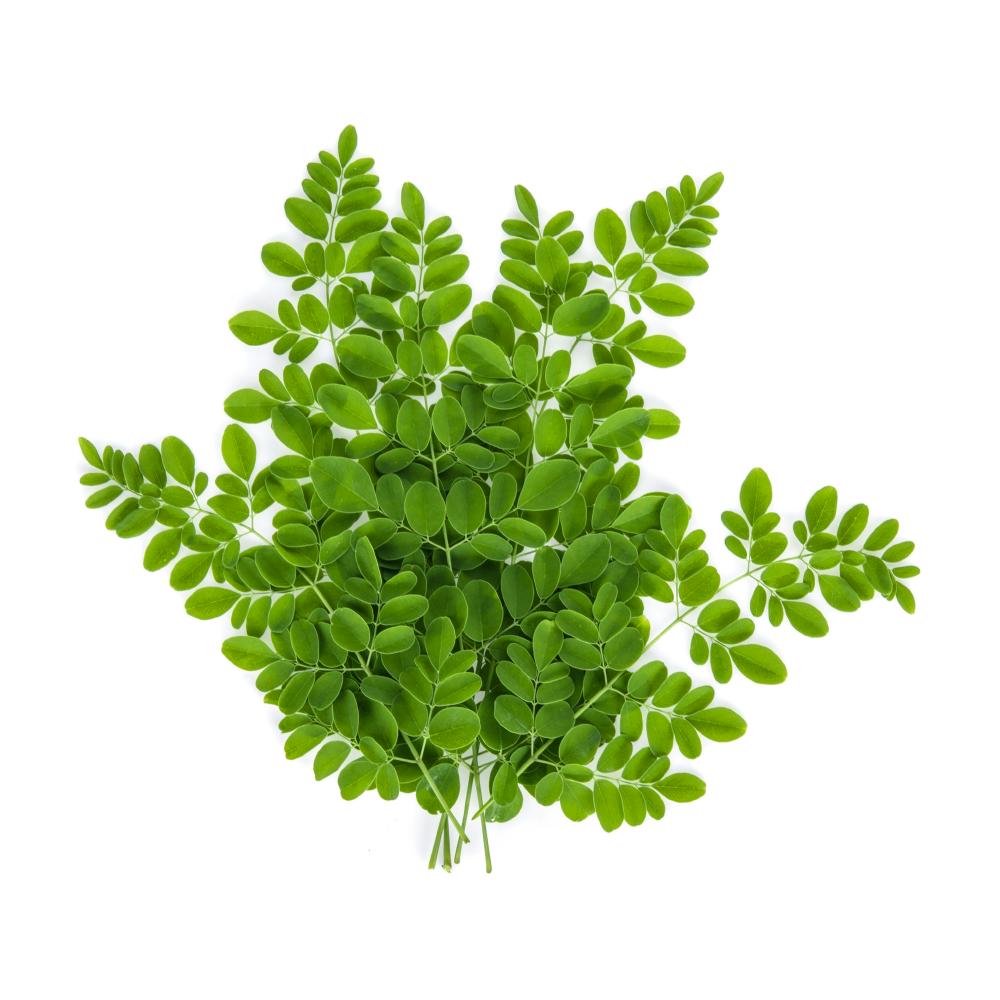 Moringa leaves /शेवग्याची पाने