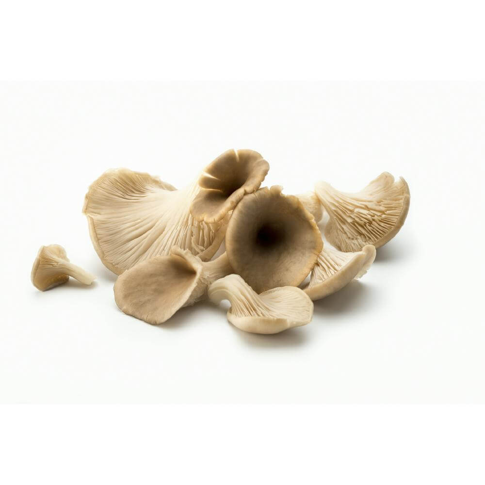 Oyster mushrooms / ऑयस्टर मशरूम्स