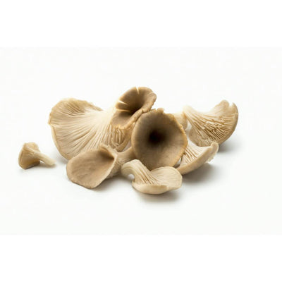 Oyster mushrooms / ऑयस्टर मशरूम्स