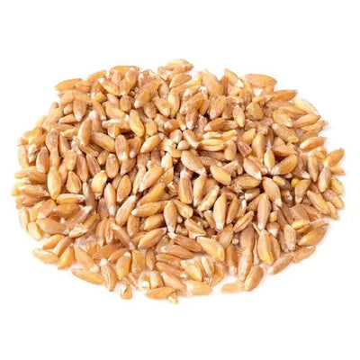 Wheat (Khapli) / गहू (खपली)