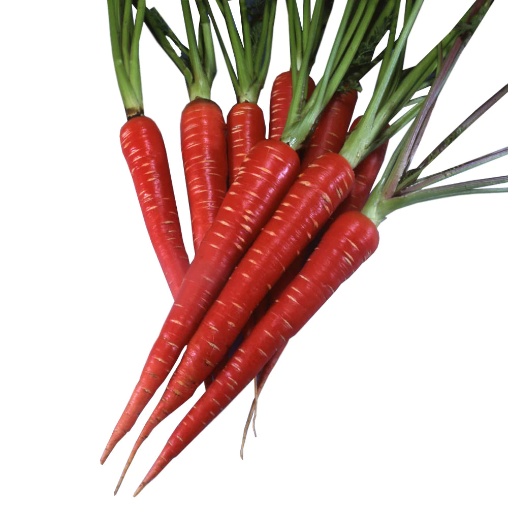 Red Carrots / लाल गाजर